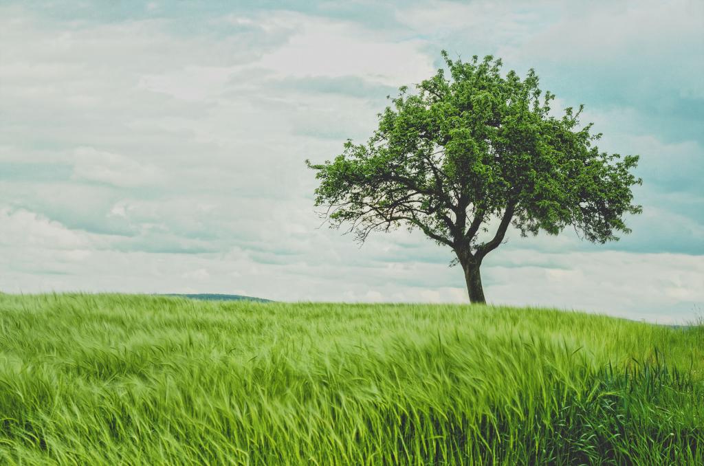 Câmp verde de grâu cu un copac singuratic sub un cer înnorat